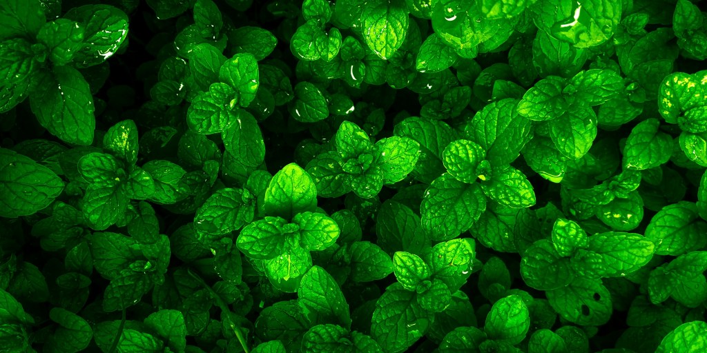 Le Thé à la Menthe Verte pour la Croissance des Cheveux : Effets et&nbsp;Bienfaits