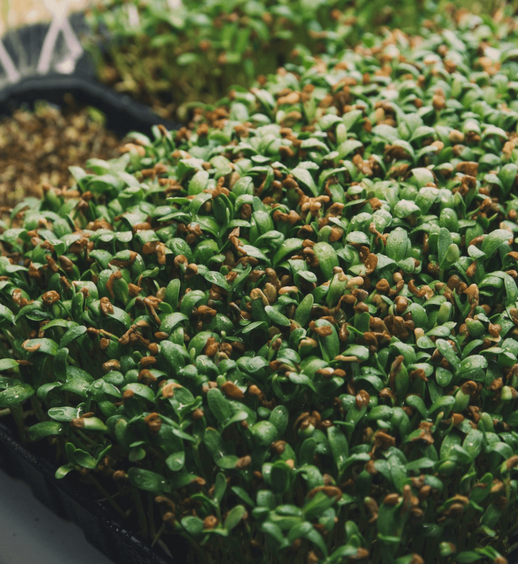 Fenugrec pour les cheveux : est-ce efficace ? Un examen des recherches&nbsp;scientifiques